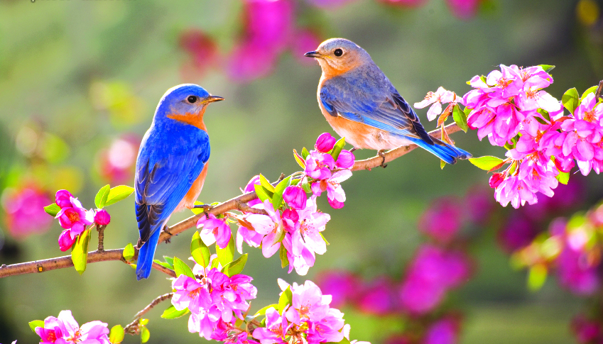 پیام نوروزی رئیس شورای اسلامی شهر گرگان...